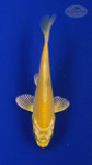 Koi 3-4 inches [PW-T27-748]