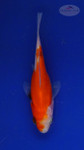 Goldfish 3-4 inches [PW-T27-750]