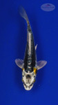 Koi 3-4 inches [PW-T27-754]