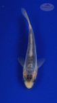 Koi 3-4 inches [PW-T27-757]