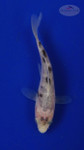Koi 3-4 inches [PW-T27-758]