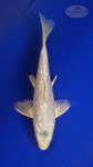 Koi 3-4 inches [PW-T27-759]