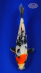 Showa 8 inches [ED10-71626-1]