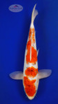 Goromo 13 inches [ED11-72626-5]