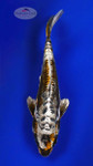 Chocolatey Kikokuryu 8 inches [ED15-72626-4]
