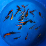Super Koi Deal #28 [SKD28-72026-28] Qty 25 3-6 inches