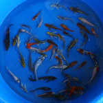 Super Koi Deal #34 [SKD34-72026-34] Qty 50 4-6 inches