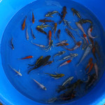 Super Koi Deal #34 [SKD34-72026-34] Qty 50 4-6 inches