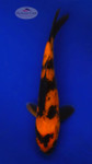 Hi Utsuri 6-7 inches [G26-T55-1]