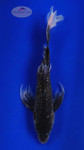 Matsukawabake 8-9 inches [H26-T59-8]