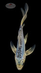 Sapphire Kikokuryu 6-7 inches [H26-T61-4]
