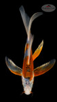 Shusui 6-7 inches [H26-T61-5]