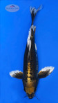 White Tips  14 inches [ES2-72426-1] SEE VIDEO