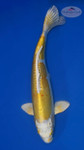 Hariwake 15 inches [ES2-72426-3] SEE VIDEO