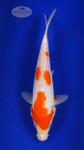 Kohaku 10 inches [ED13-72426-6]