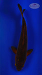 Chagoi 10 inches [ESH1-72926-1]