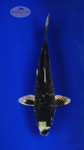 Kumonryu 7 inches [SH12-72426-7]