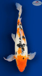 Sanke Butterfly 15 inches [EA3-8526-4]