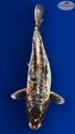 "Draco" Beni Kiko 16 inches [EA3-8526-5]