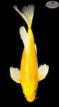 "Solara" Yamabuki Butterfly 15 inches [EA7-8526-10]