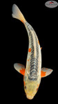 Shusui 16 inches [EA7-8526-11]