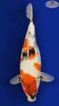Showa 15 inches [EA9-8526-20]
