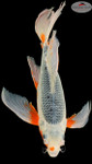 Asagi Butterfly 17 inches [EA9-8526-23]