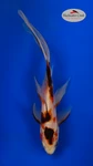 Sanke Gold 4-6 inches [ZZ26-T85-1]
