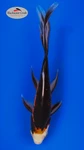 Black Opal 4-6 inches [ZZ26-T85-8]