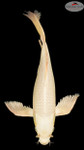 Platinum Butterfly 16inches [EB4-8526-28]