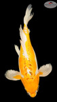 Kujaku Butterfly 16inches [EB4-8526-29]