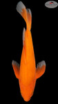 Cinnamon Chagoi Butterfly 16 inches [EB4-8526-31]