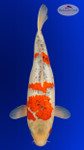 Goromo 17 inches [EB4-8526-34]