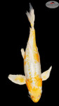 Hariwake Butterfly 15 inches [EB5-8526-36]