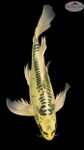Kikokuryu Butterfly 15 inches [EB5-8526-37]
