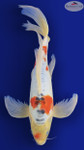 Shusui Butterfly 16 inches [EB6-8526-51]