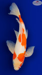 Kohaku Butterfly 16 inches [EB7-8526-59]