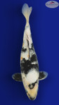 Shiro Utsuri 15 inches [EB7-8526-60]