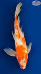 Gin Rin Kohaku Butterfly 19 inches [EB7-8526-62]