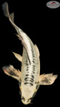 Kikokuryu 15 inches [EC1-8526-64]