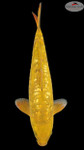 Doitsu Chagoi 14 inches [EC1-8526-67]