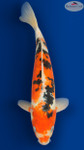 Doitsu Sanke 14 inches [EC5-8526-73]