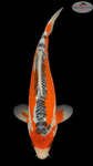 Shusui 13 inches [EC5-8526-76]