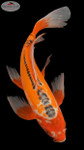 Shusui  Butterfly 17 inches [EC5-8526-77]