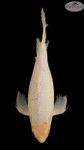 Soragoi Butterfly 17 inches [EC6-8526-81]