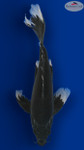 Doitsu Hajiro Butterfly 13 inches [EC10-8526-96]
