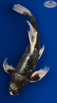 Beni Ginga Butterfly 14 inches [EC10-8526-101]