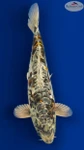 Graphite Bloom 14 inches [ES2-8526-107]
