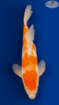 Kohaku 18 inches [ES2-8526-108]