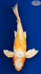 Doitsu Hariwake Butterfly 17 inches [ES2-8526-112]